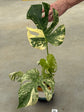 Monstera Mint L