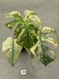 Monstera Mint L