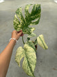 Monstera Mint L