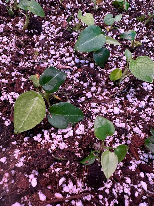 Anthurium Forgetii Seedling