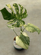 Monstera Mint L