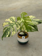 Monstera Mint L