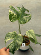 Monstera Mint L