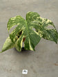 Monstera Mint L