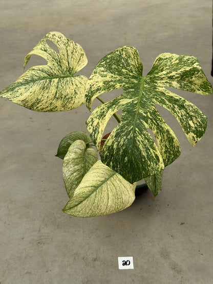 Monstera Mint L
