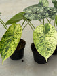 Alocasia Dragon Scale Mint