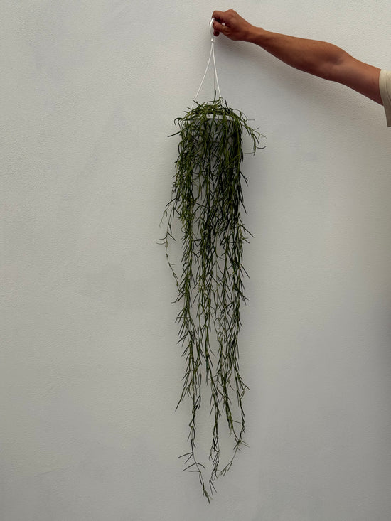 Hoya Linearis