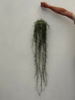 Hoya Linearis