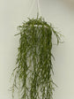 Hoya Linearis