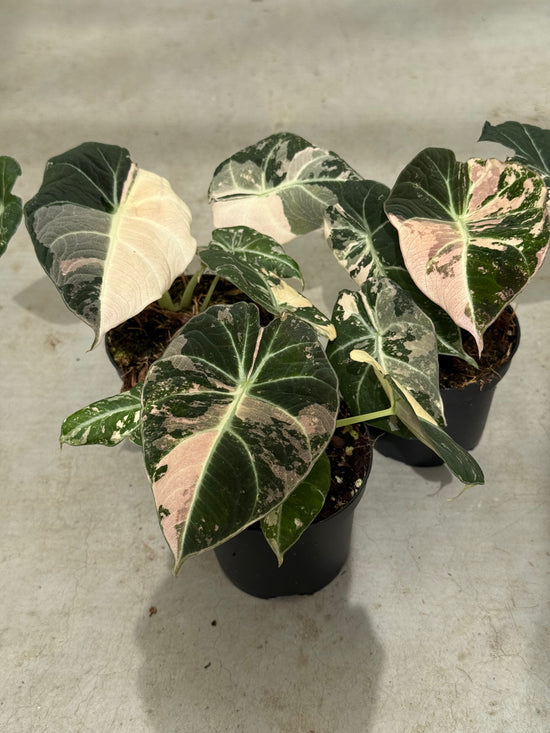 Alocasia Black Velvet Pink Variegata