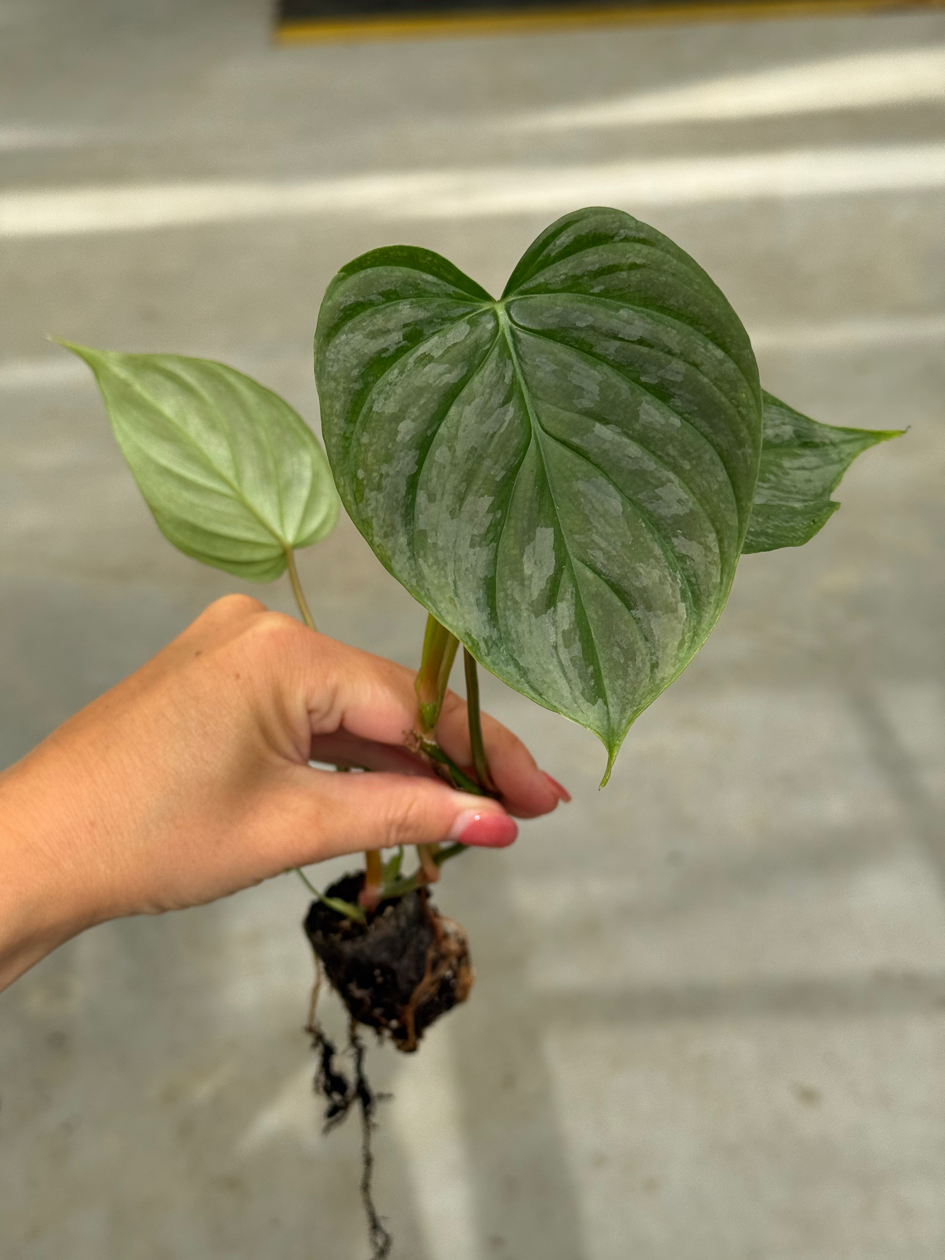 majestic philodendron Philodendron Majestic