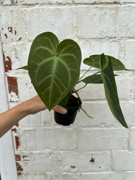 Anthurium Magnificum x NOD