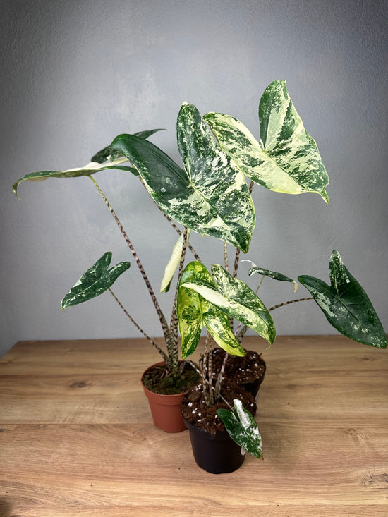 Alocasia Zebrina Variegata M