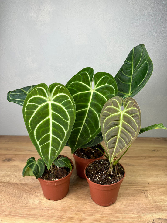 Anthurium Regale