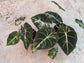 Alocasia Black Velvet Pink Variegata