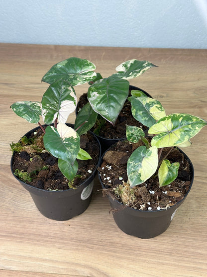 Alocasia Yucatan Princess Variegata (Premium Variegata)
