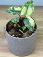 Alocasia Yucatan Princess Variegata (Premium Variegata)