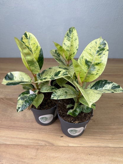 Ficus Shivereana Moonshine