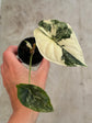 Alocasia Dragon Scale Variegata