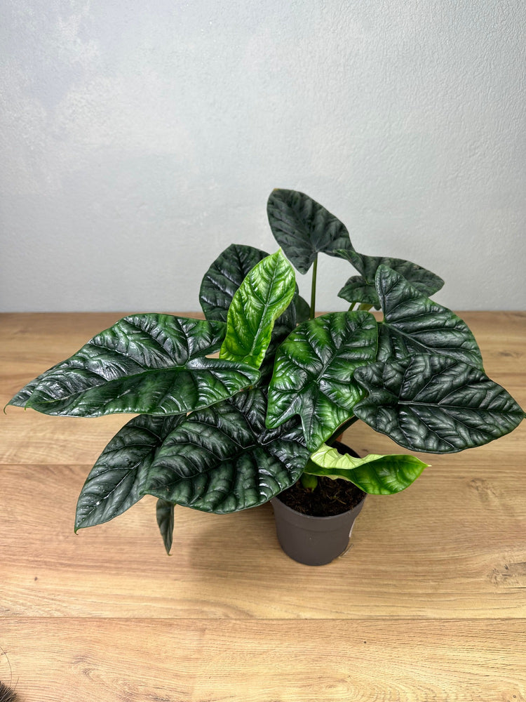 Alocasia Sinuata