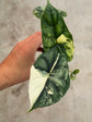 Alocasia Dragon Scale Variegata