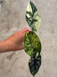 Alocasia Dragon Scale Variegata