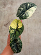 Alocasia Dragon Scale Variegata