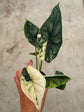 Alocasia Dragon Scale Variegata