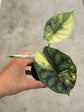 Alocasia Dragon Scale Variegata