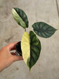 Alocasia Dragon Scale Variegata