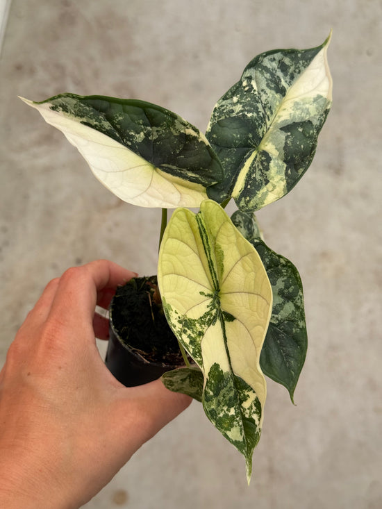 Alocasia Dragon Scale Variegata ( with free Pot)