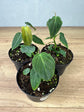 Philodendron Splendid Baby