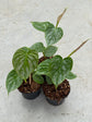 Philodendron Majestic