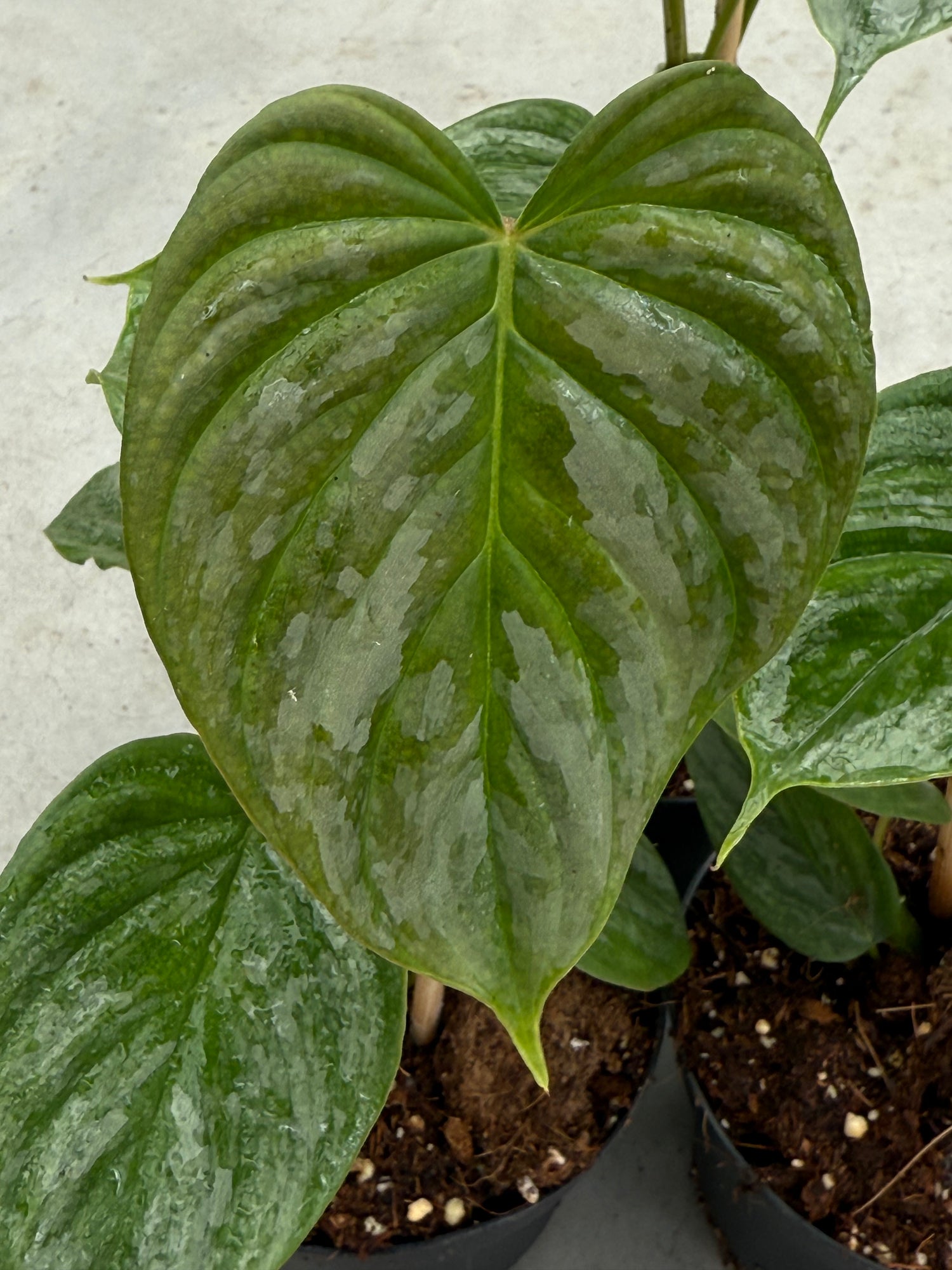 green majesty philodendron Philodendron Majestic