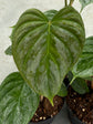 Philodendron Majestic