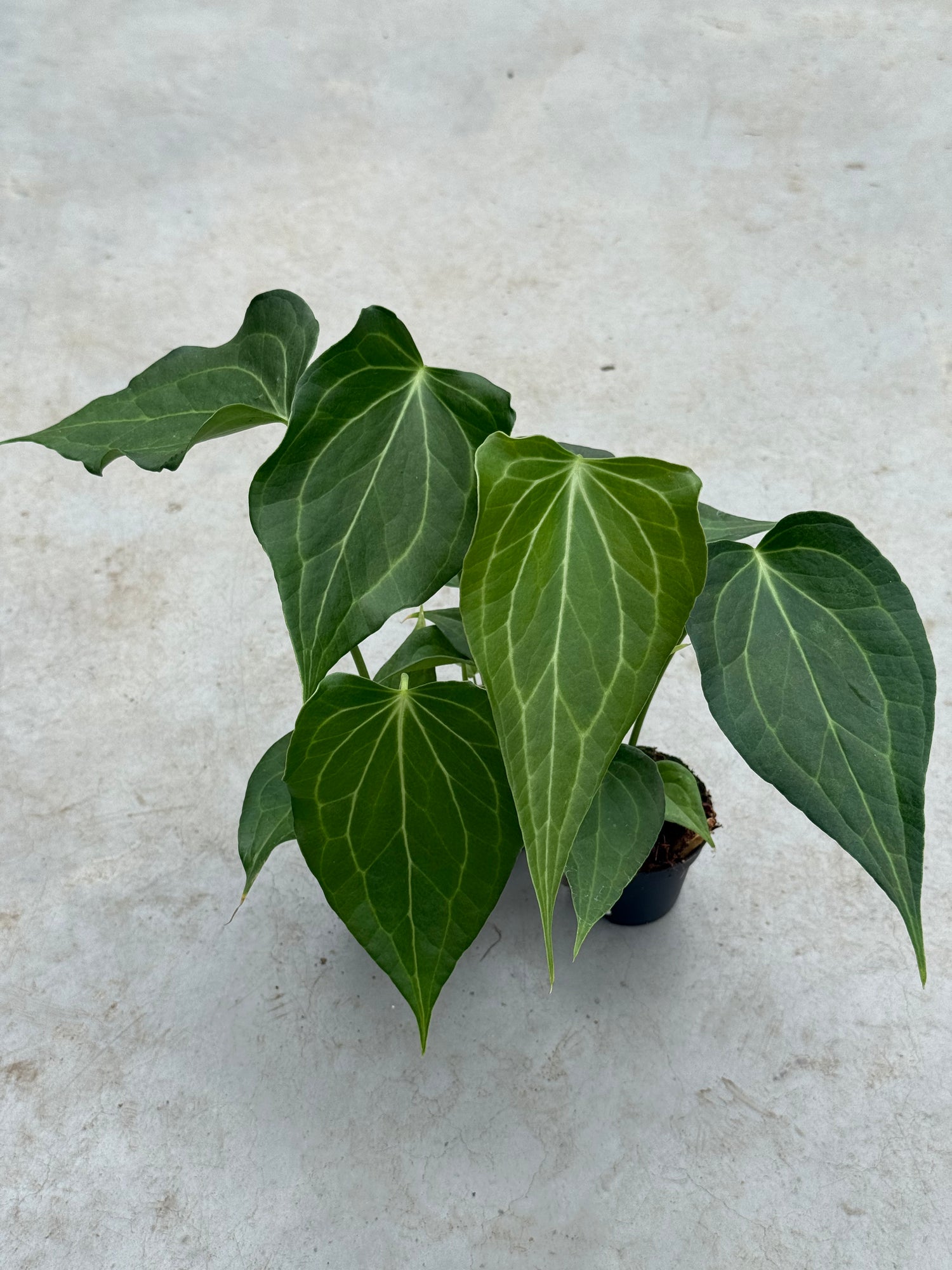 anthurium delta force for sale Anthurium Delta Force S (A. Clarinervium x Pedatoradiatum)