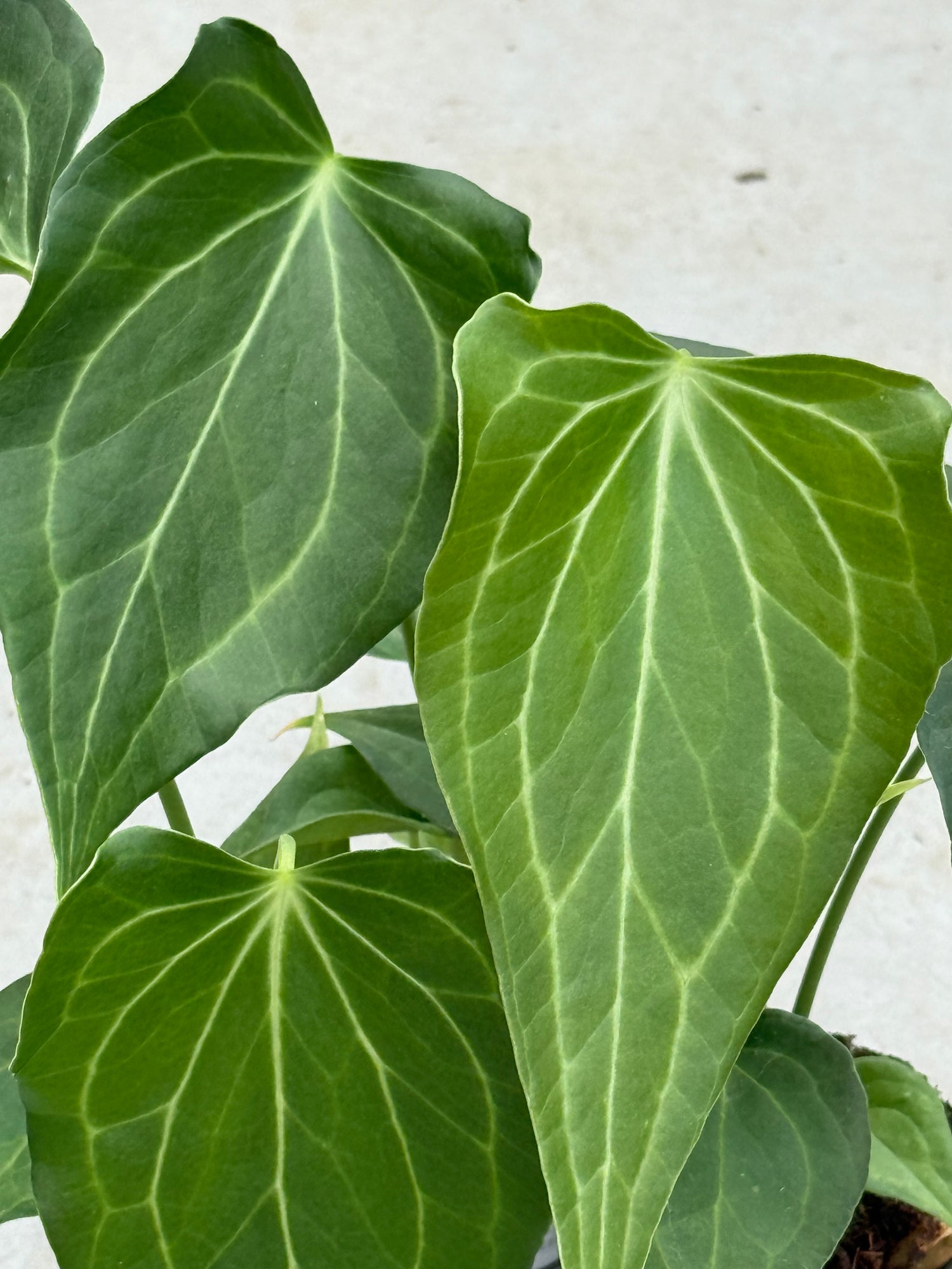 anthurium clavinerium Anthurium Delta Force S (A. Clarinervium x Pedatoradiatum)