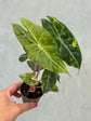 Alocasia Pink Dragon Nairobi Nights Variegata
