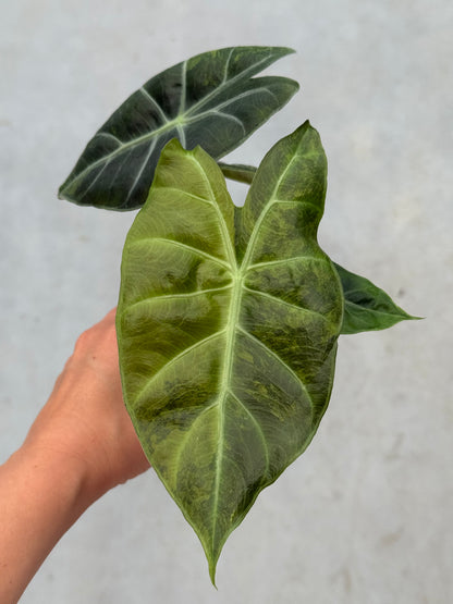 Alocasia Pink Dragon Nairobi Nights Variegata