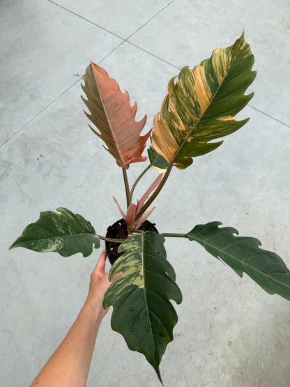 Philodendron Caramel Marble L