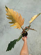 Philodendron Caramel Marble L