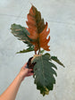 Philodendron Caramel Marble L
