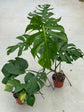 B Ware Pflanzen / sad plants Teil 1