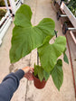 B Ware Pflanzen / sad plants Teil 1
