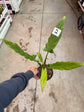 B Ware Pflanzen / sad plants Teil 1