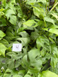B Ware Pflanzen / sad plants Teil 1
