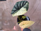 B Ware Pflanzen / sad plants Teil 1