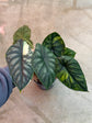 B Ware Pflanzen / sad plants Teil 1