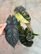 B Ware Pflanzen / sad plants Teil 1