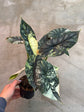 B Ware Pflanzen / sad plants Teil 1